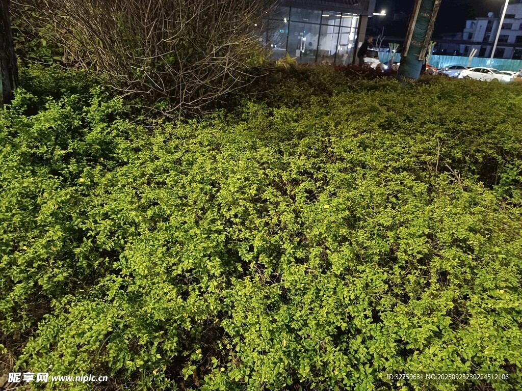 翠绿繁茂的地面绿植景观