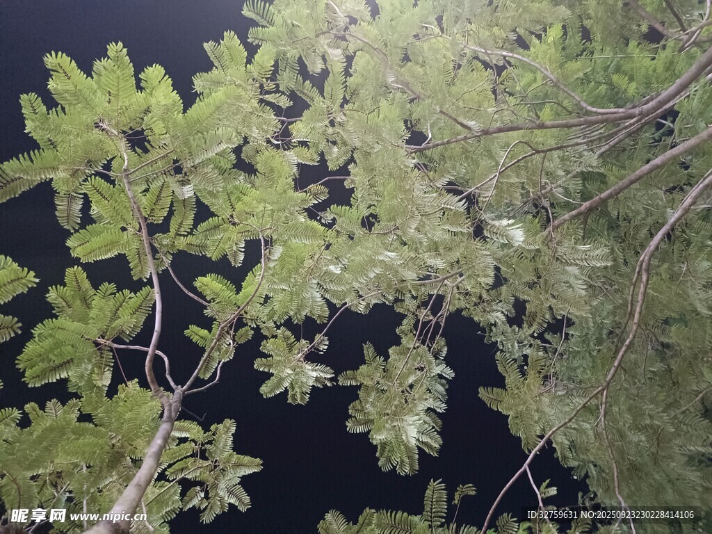 繁茂枝叶展现自然生机