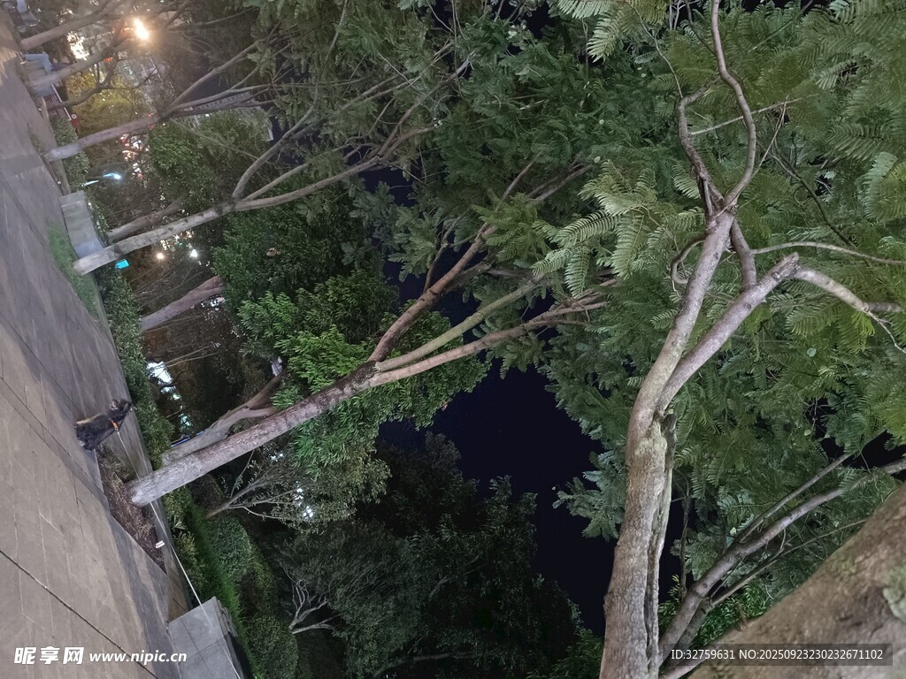 夜晚俯视下的树木景观