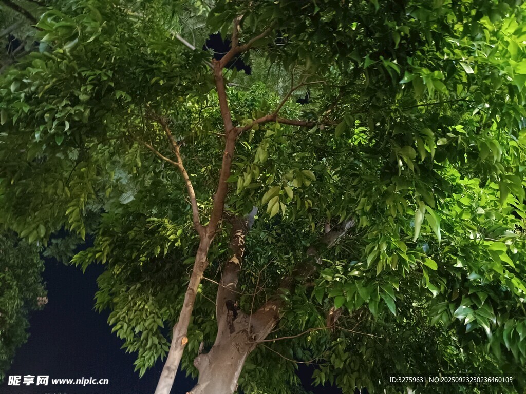 夜间繁茂绿树