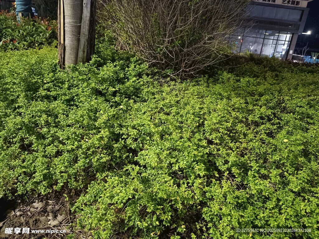 翠绿繁茂的地面绿植景观