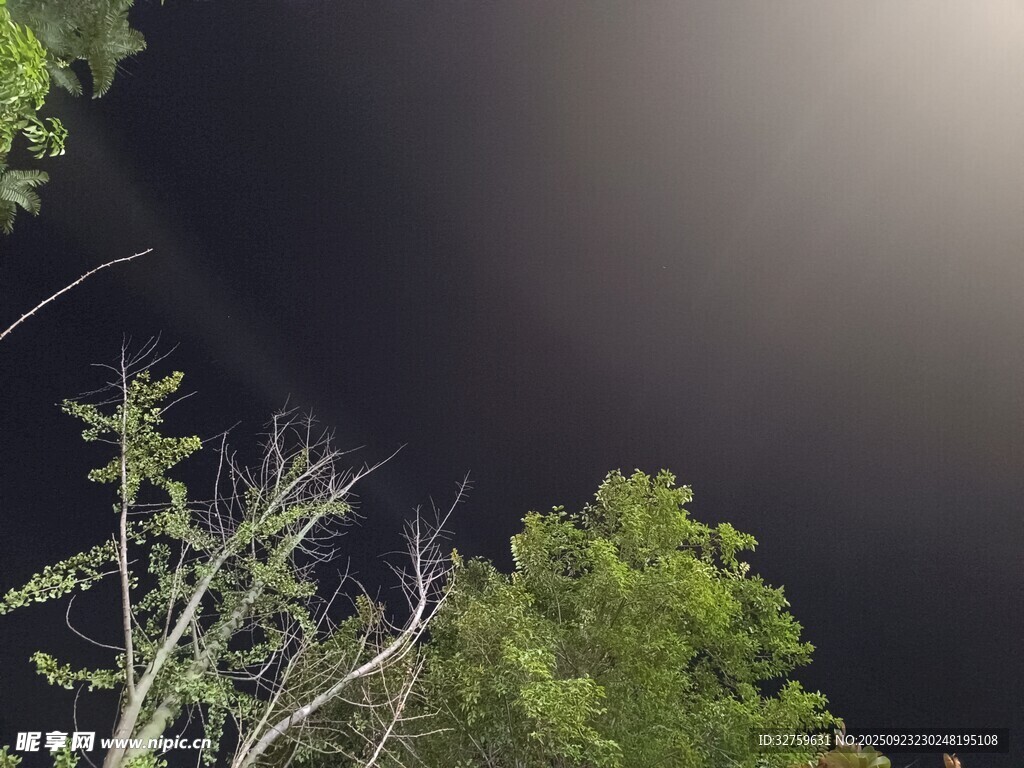 夜空下的繁茂绿植