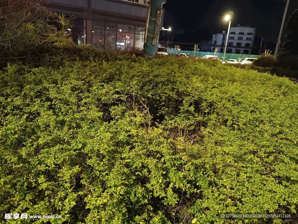 夜晚绿植景观
