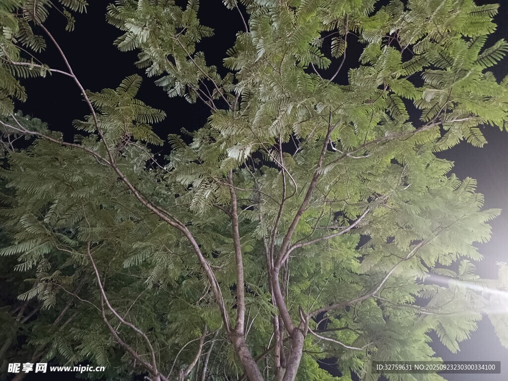 夜晚下的繁茂树木