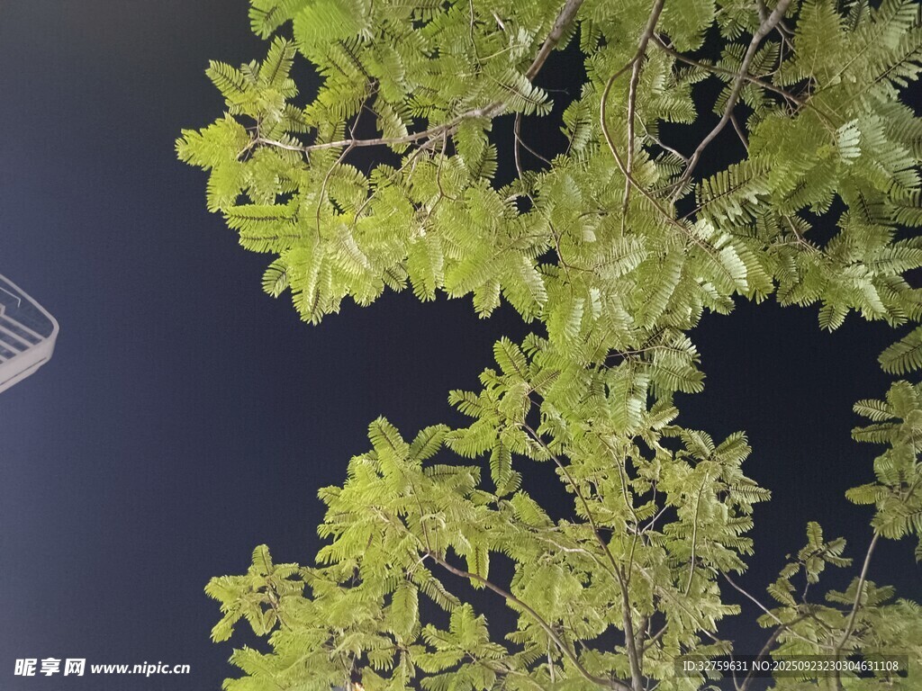 翠绿枝叶特写