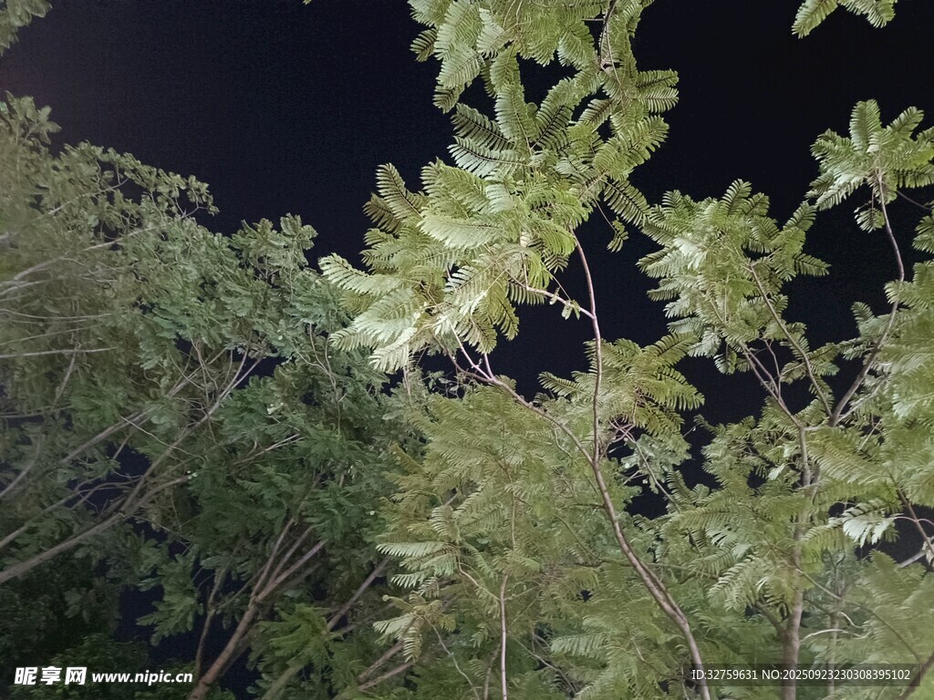 夜间绿植景象