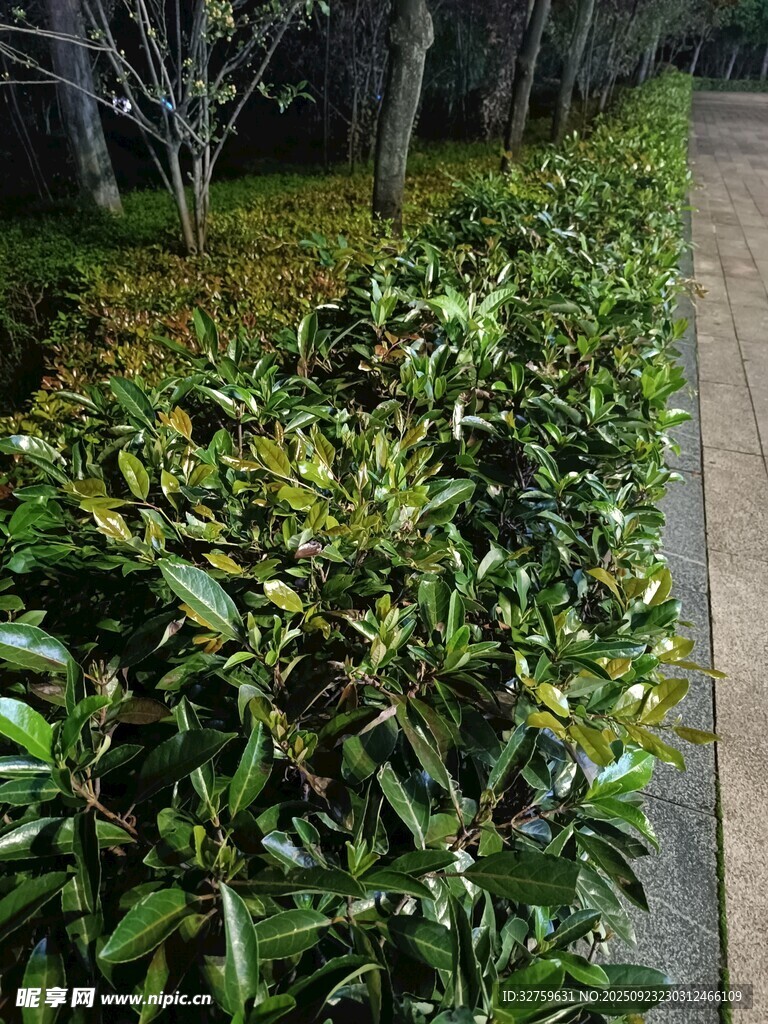路边绿意盎然的灌木丛