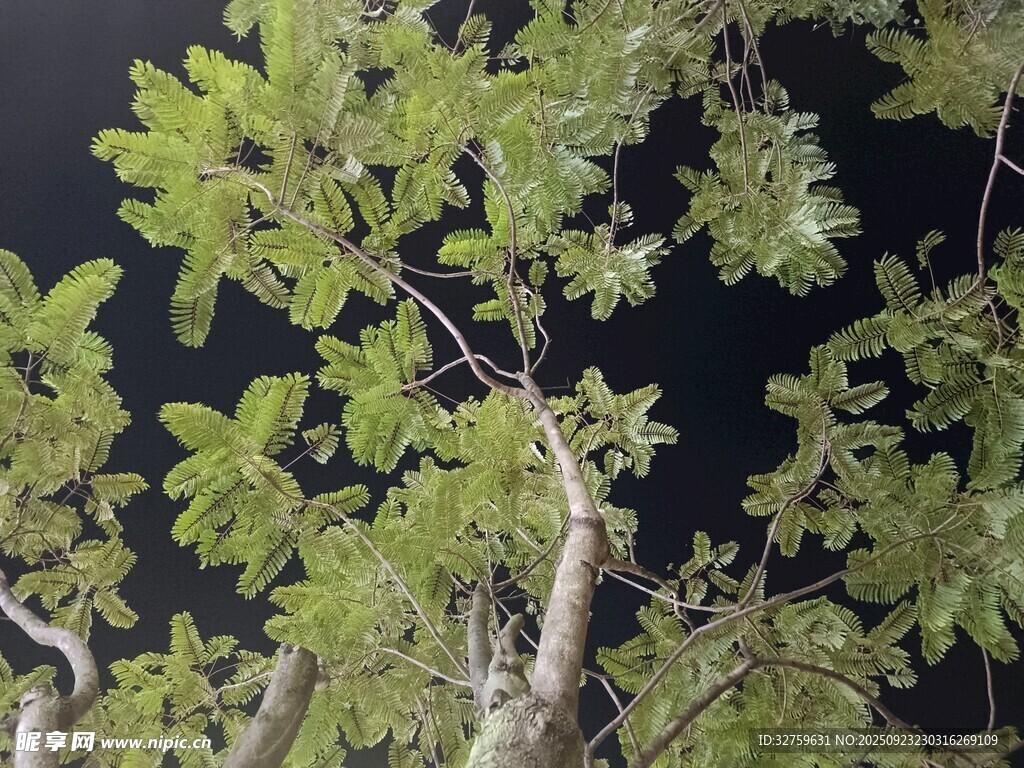 夜间繁茂的树木枝叶