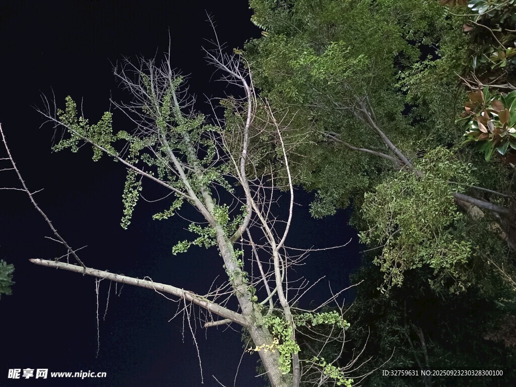 暗夜中枯树与繁茂绿树