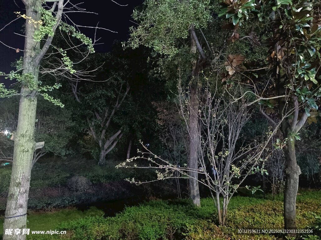 夜晚树林中的朦胧景象