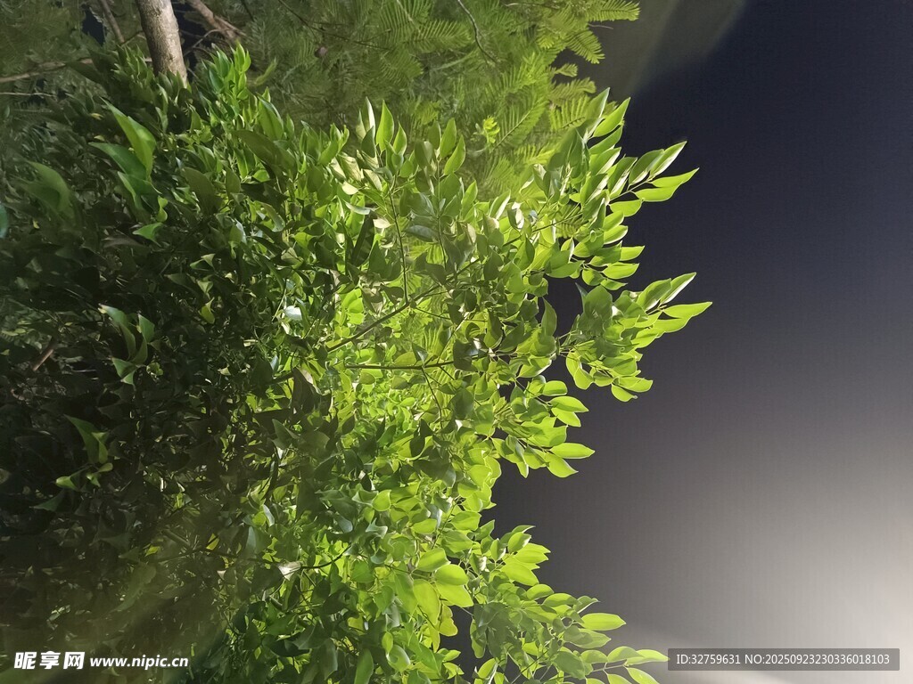 翠绿枝叶与朦胧天空