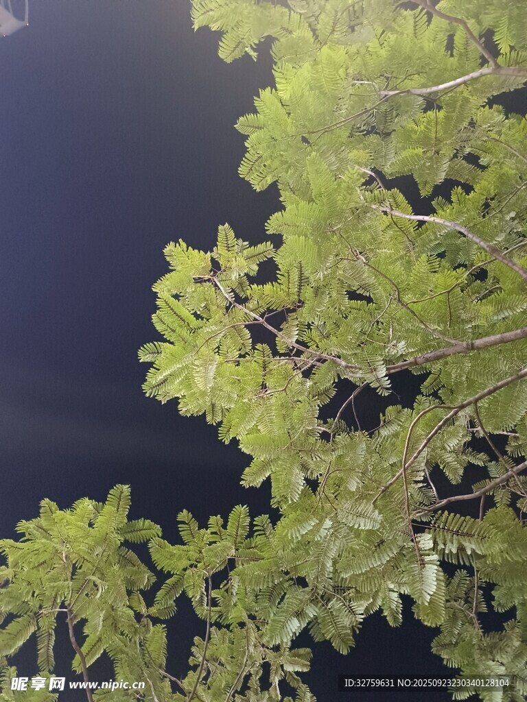 夜空下的翠绿枝叶