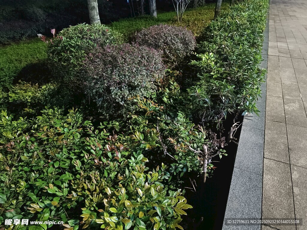 路边绿植景观