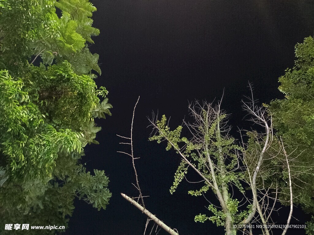 夜幕下的葱郁树木