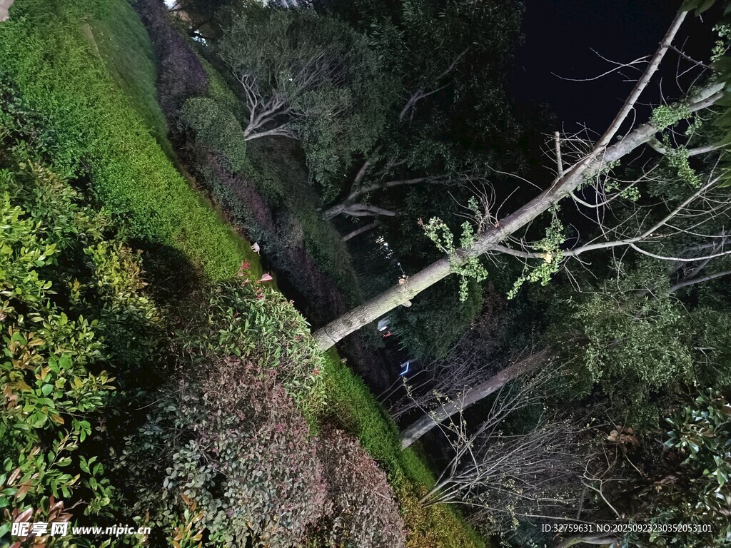倾斜枯树于绿植环绕间