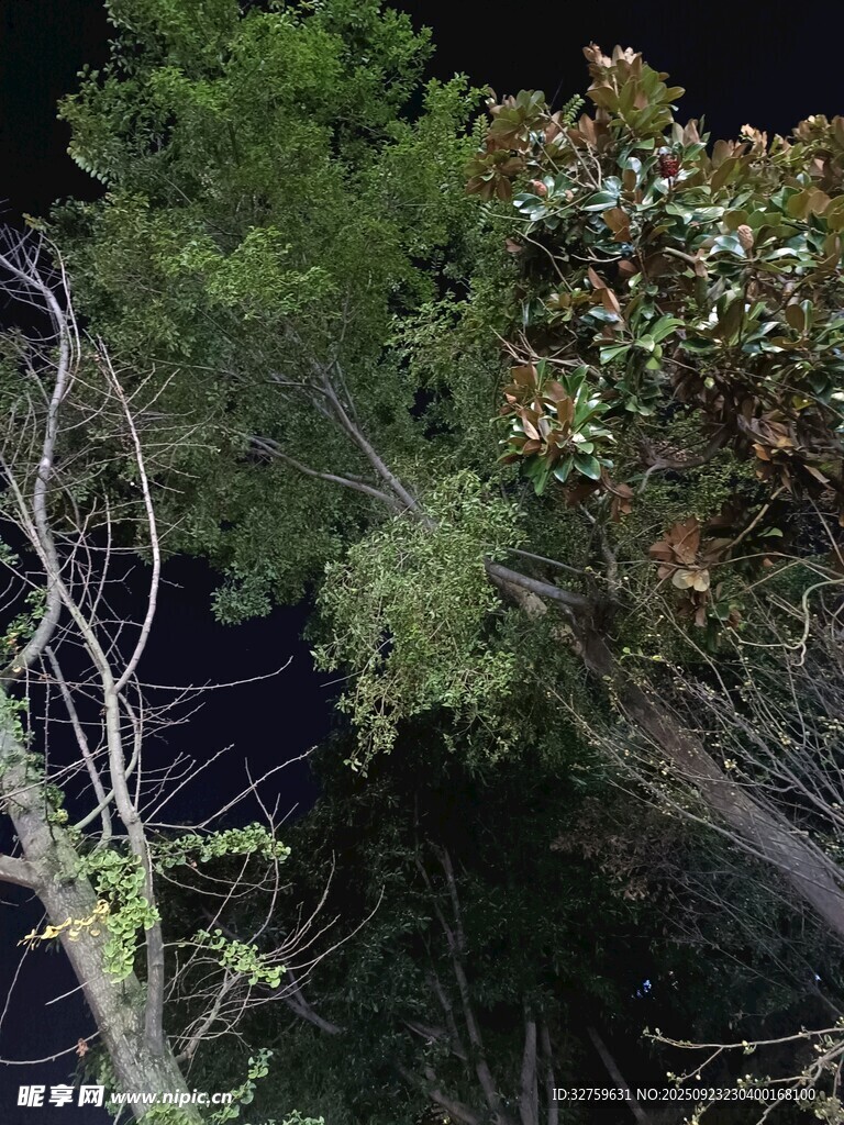 俯瞰茂密树林景观