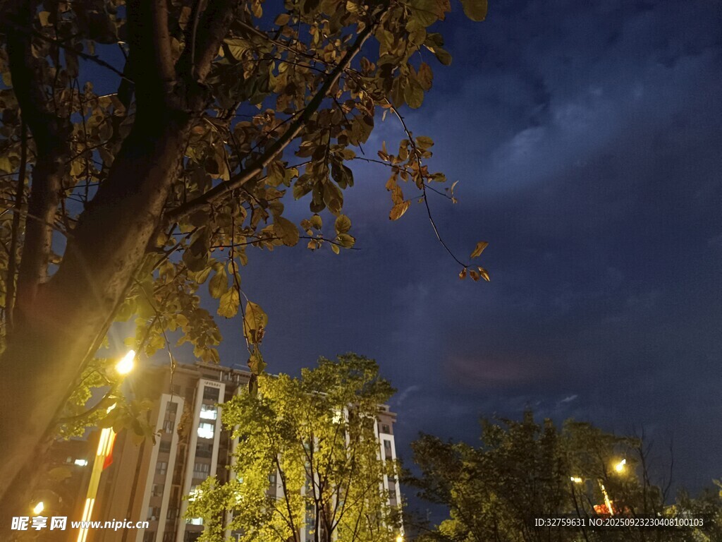 夜幕下的城市树木景观
