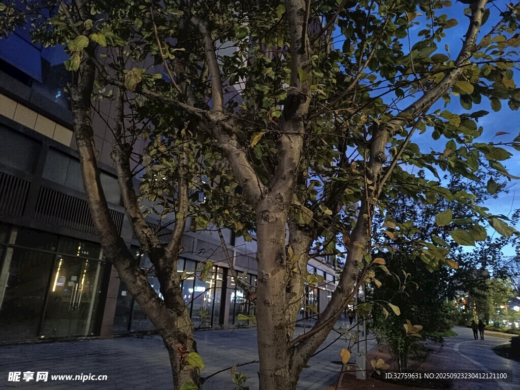 夜幕下的树木与建筑景观