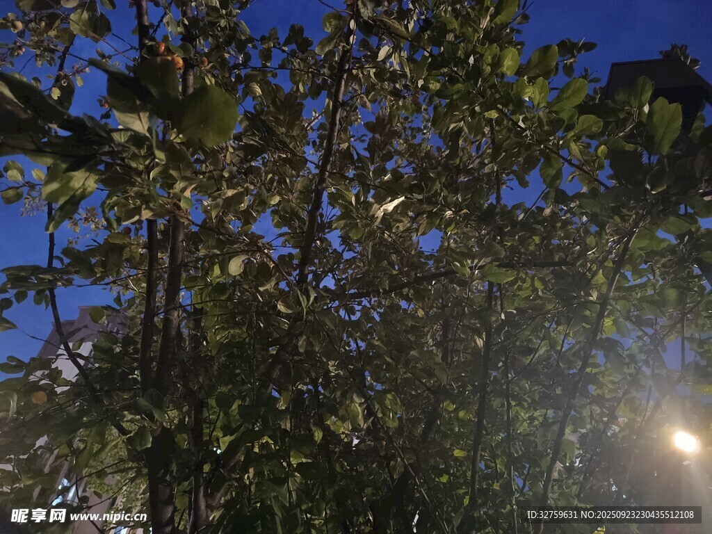 夜幕下繁茂的树木景观