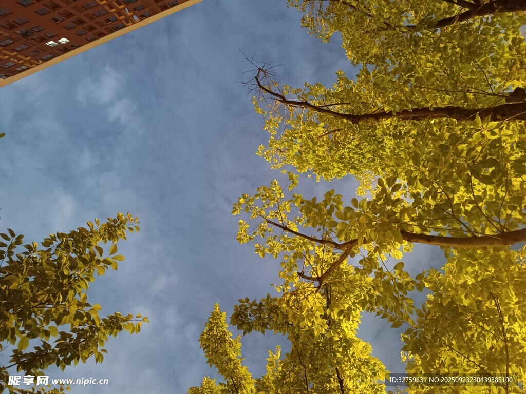 仰望金黄树叶与蓝天