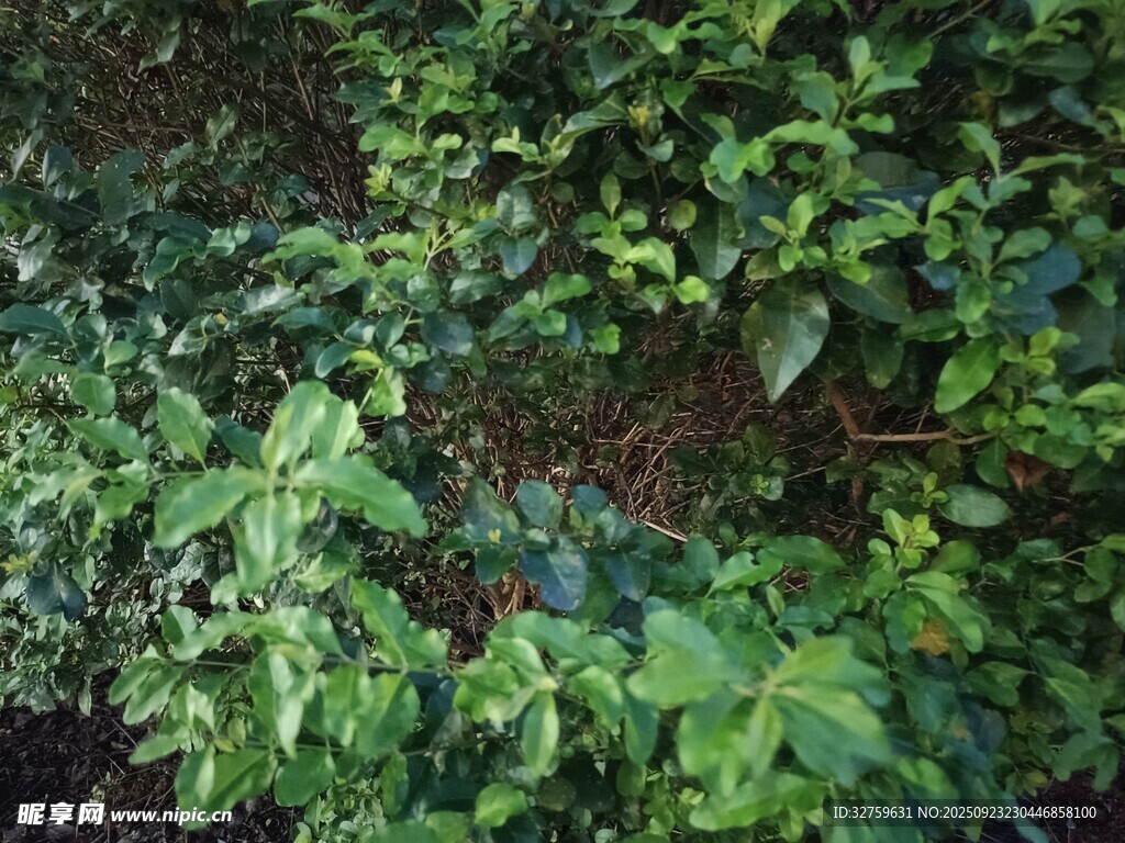 翠绿繁茂的植物景观