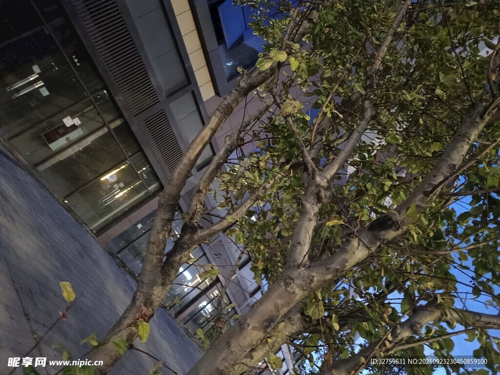 城市中枝叶繁茂的树木