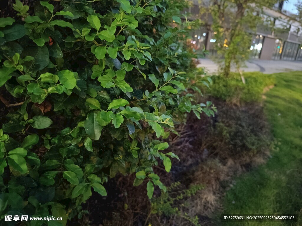 路边绿意盎然的植物景观