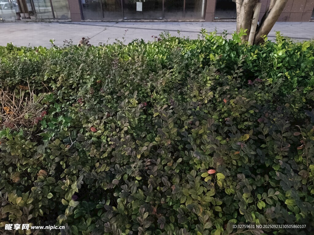 路边繁茂的绿色灌木丛
