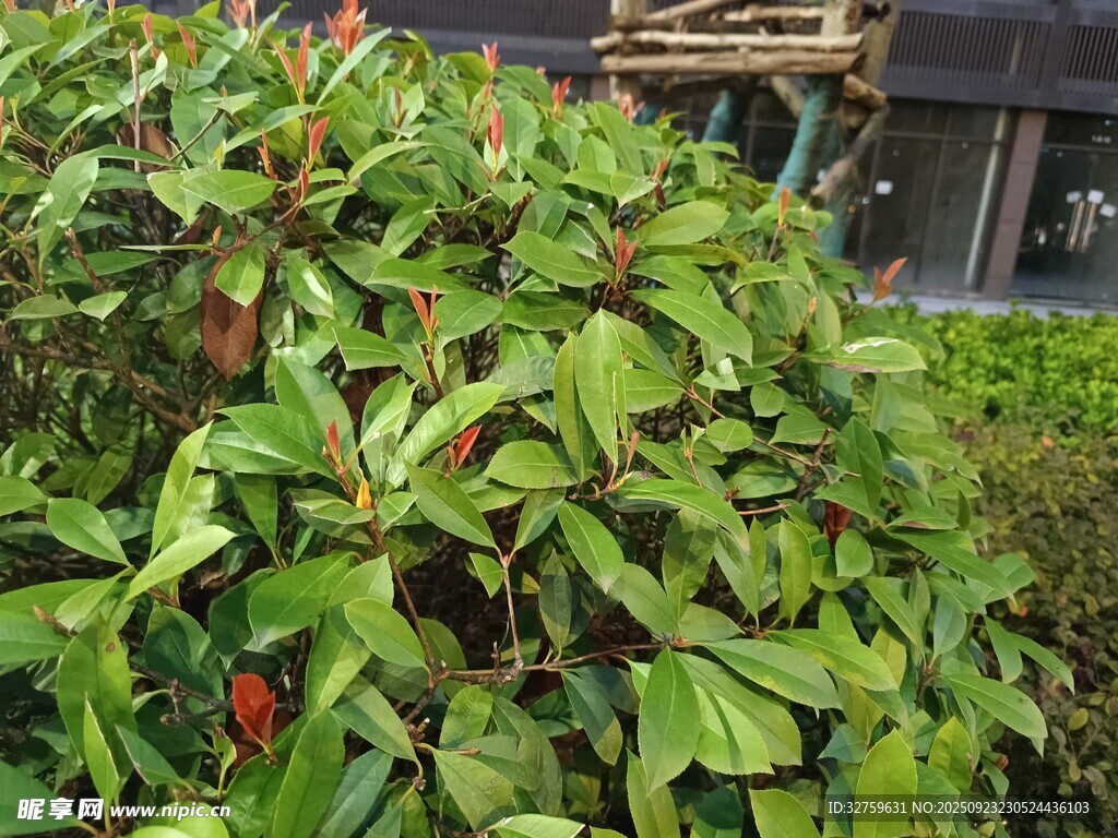 绿叶红果的繁茂植物
