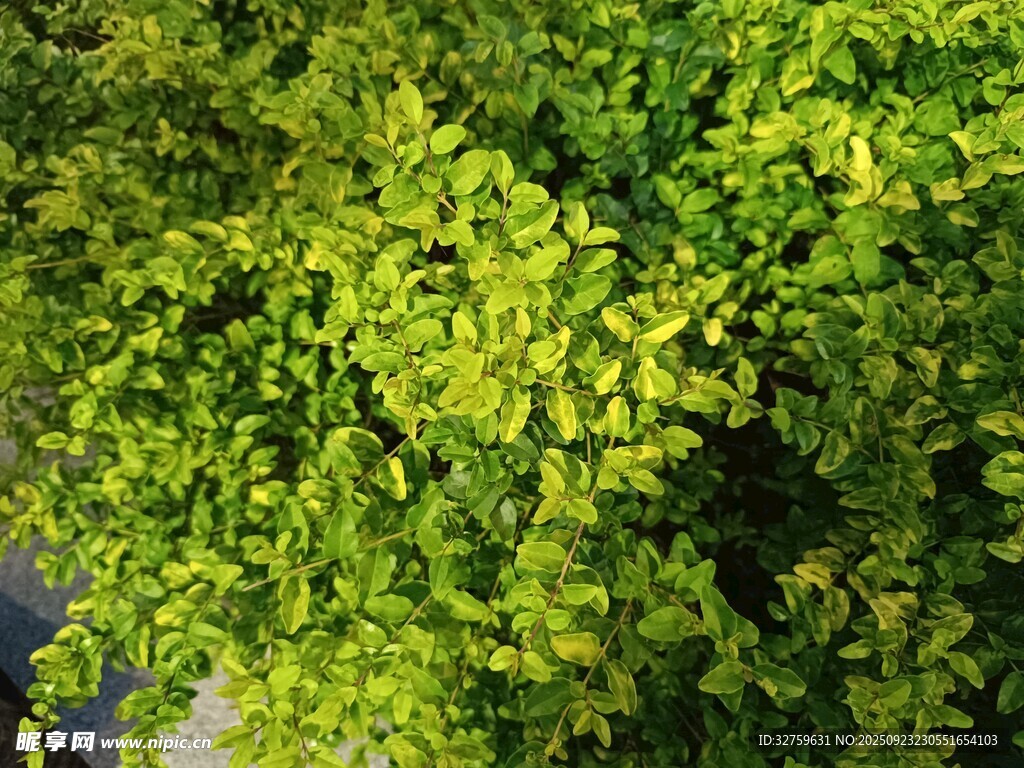 翠绿繁茂的垂挂植物