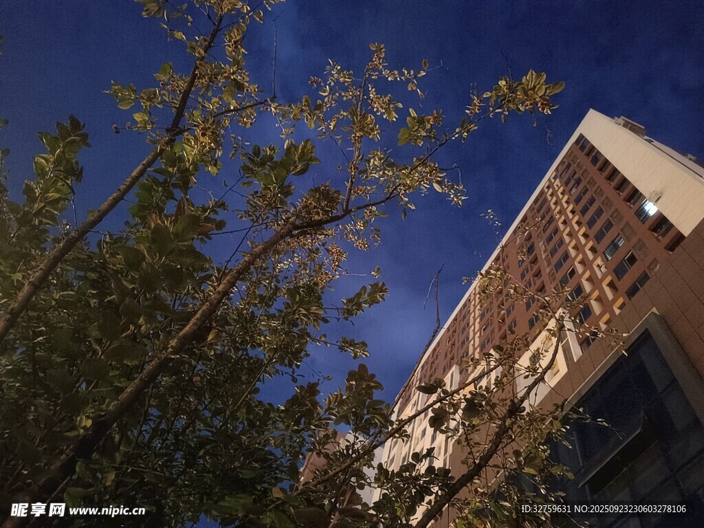 秋日楼旁枝叶与蓝天