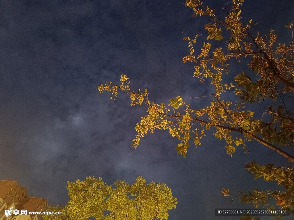 夜空下的金黄树木
