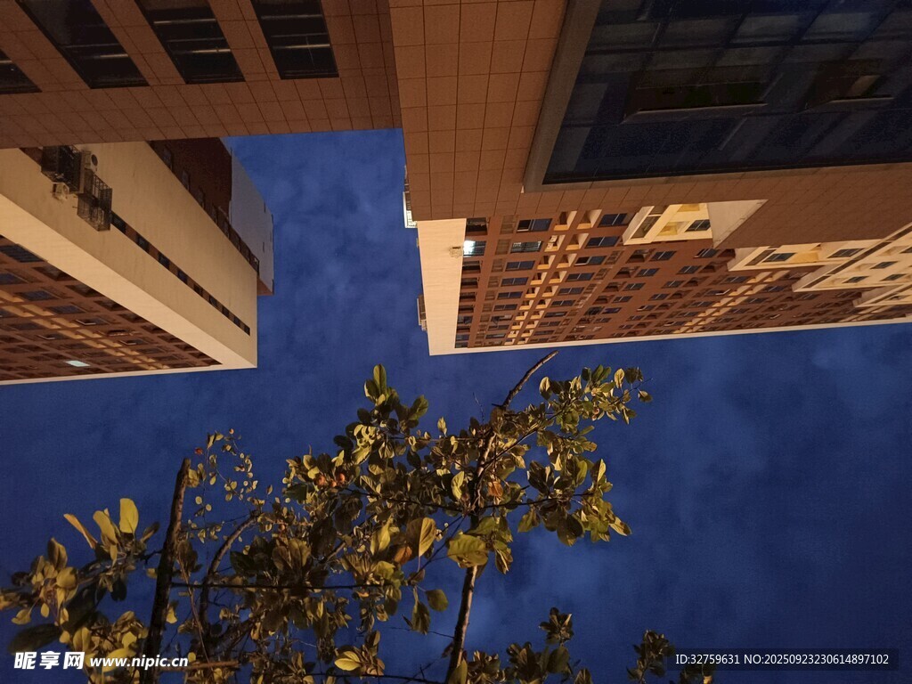 仰望城市楼宇与枝头景色