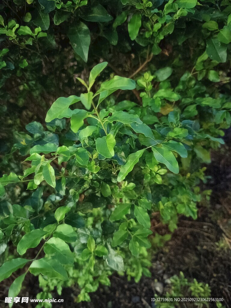 绿叶繁茂的植物景观