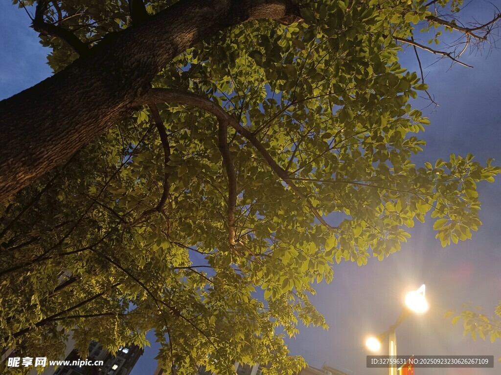 夜幕下的繁茂大树