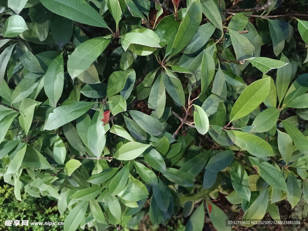 绿叶间的娇艳花朵