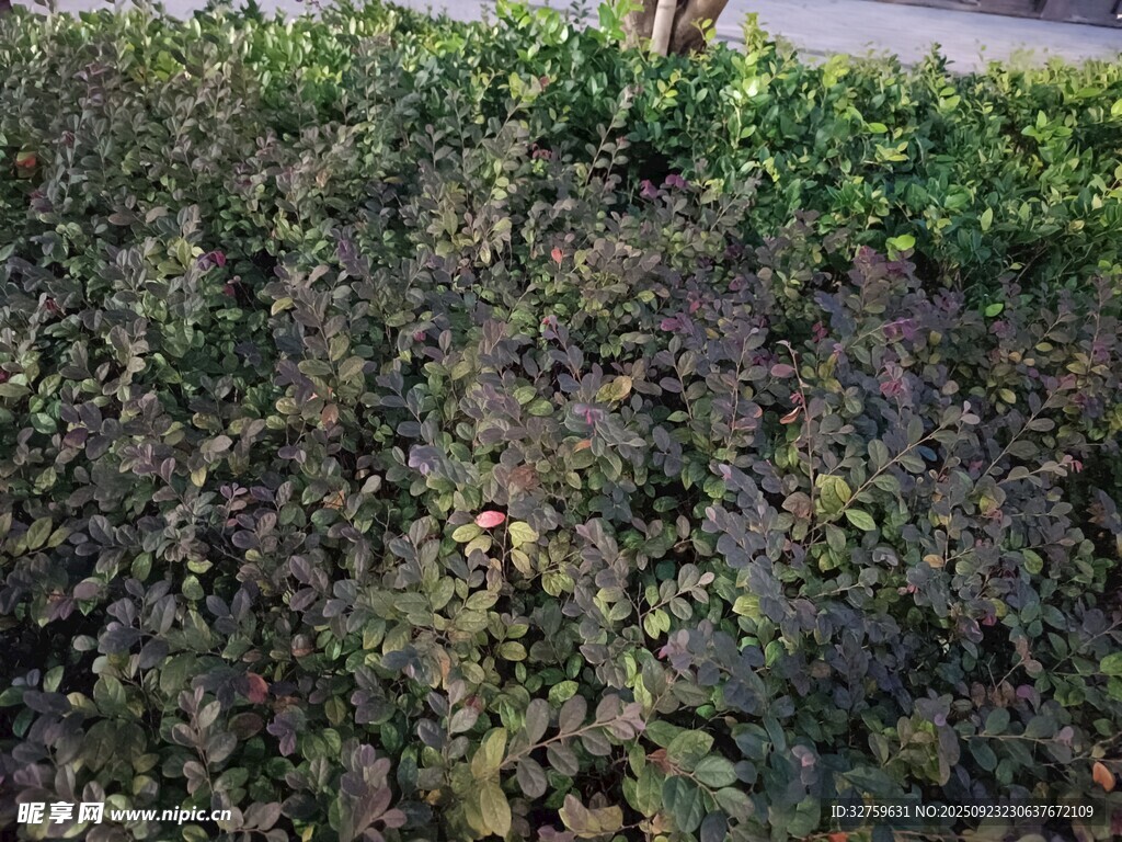 地面绿植景观