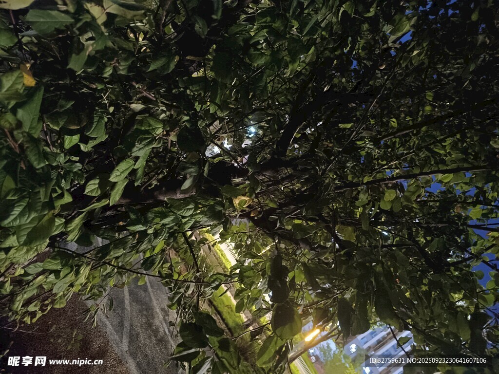 仰视繁茂枝叶间的天空