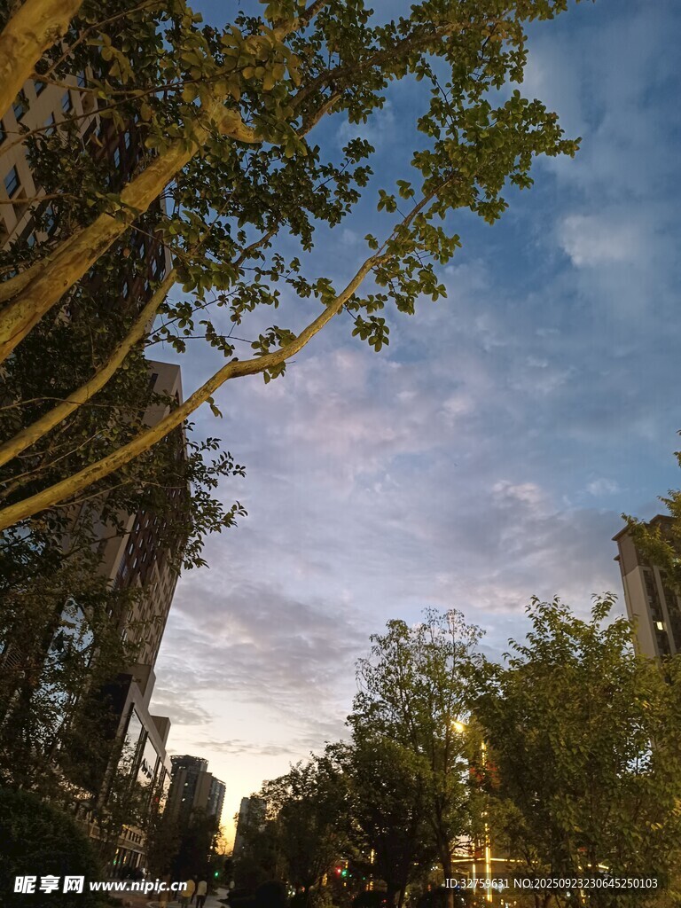 黄昏下的城市树木景观