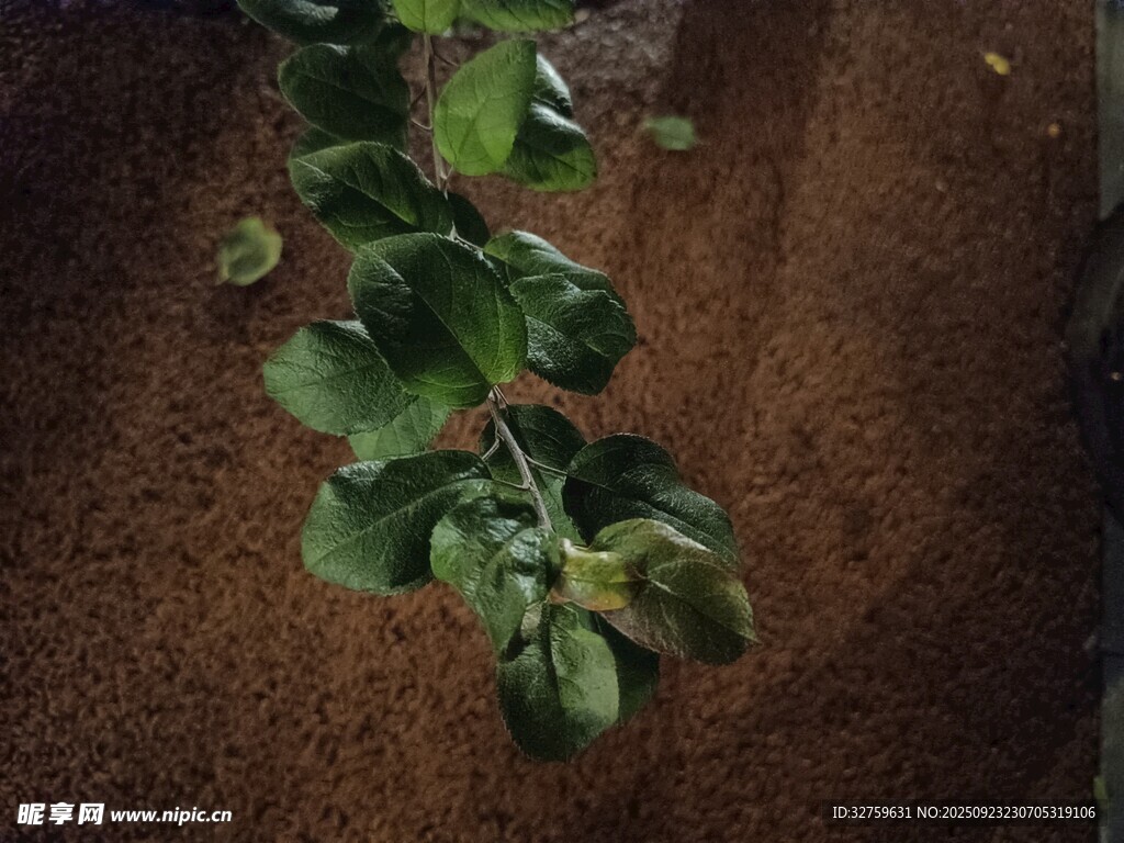 绿叶植物生长于棕色地面