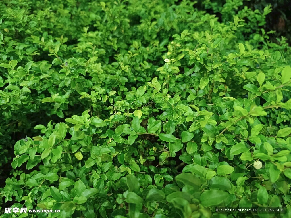 翠绿繁茂的绿植景观