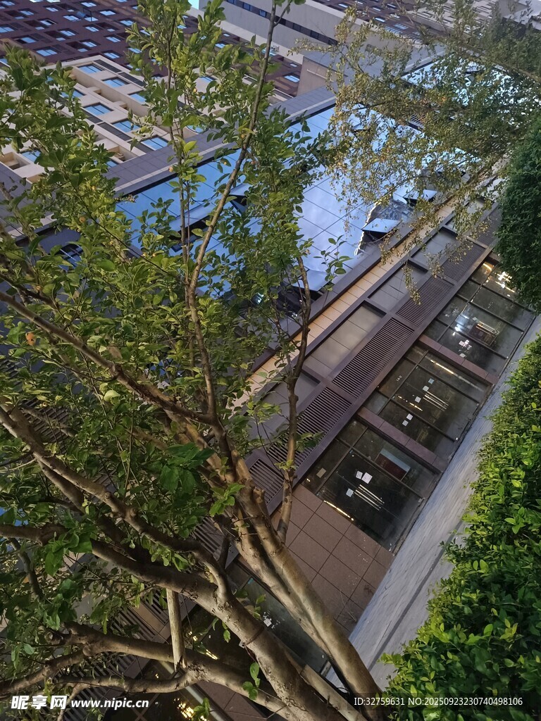 窗外繁茂绿树与建筑景致