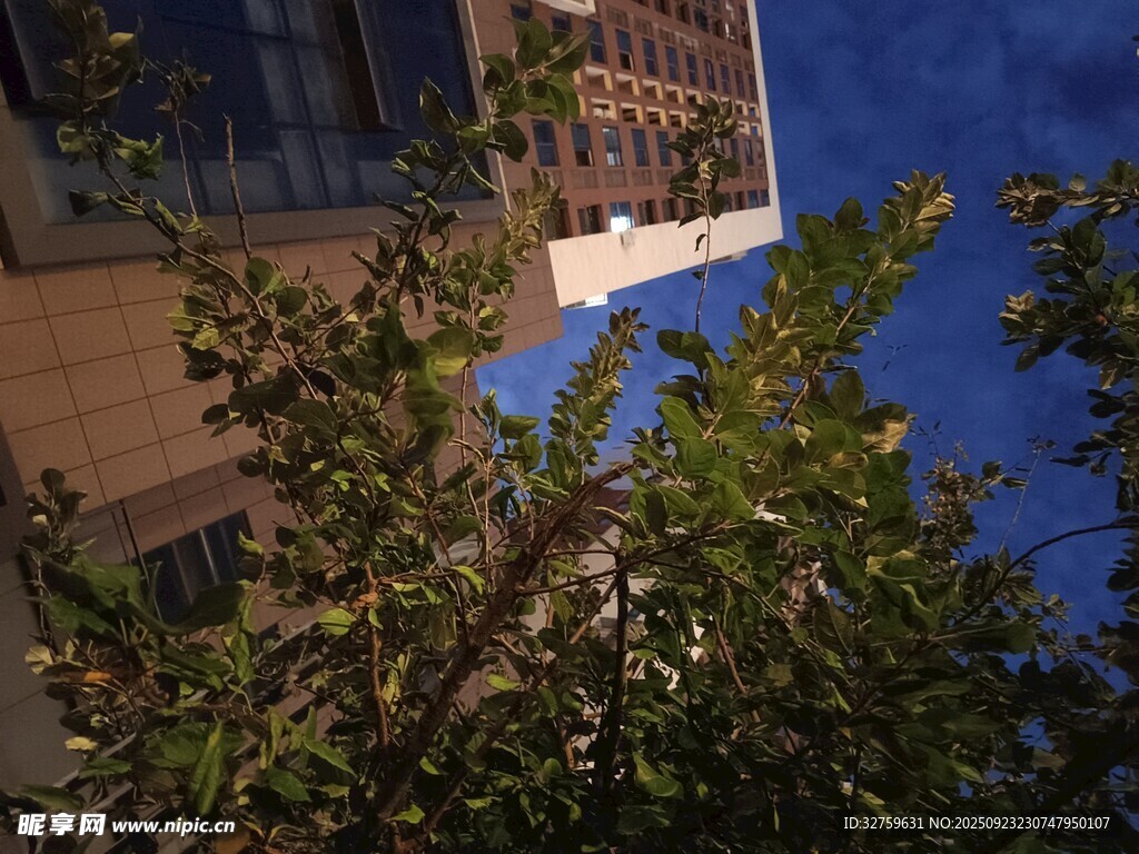夜幕下的绿植与建筑一角