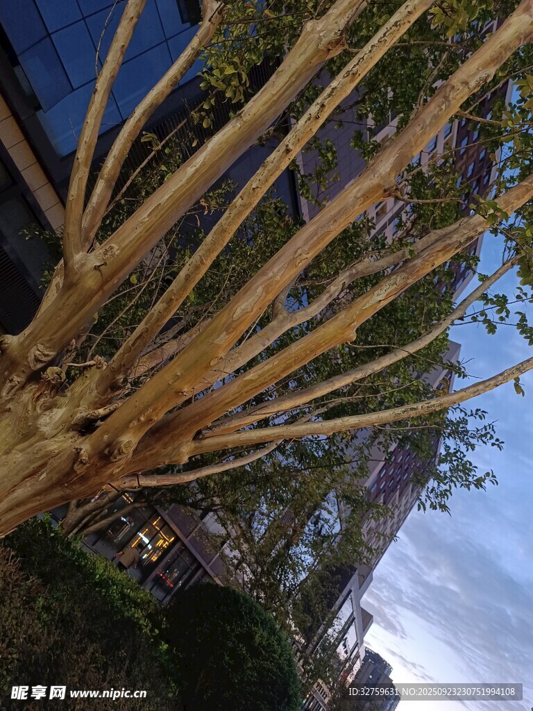 仰视下的金黄树枝景观