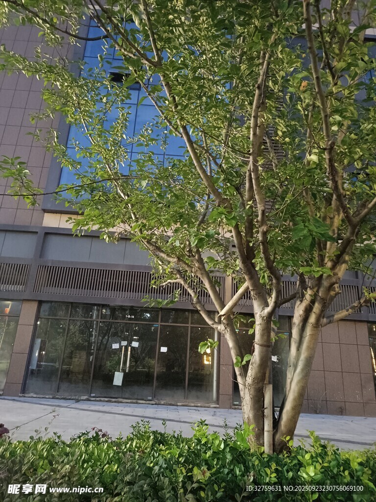 城市街道旁的绿树与建筑