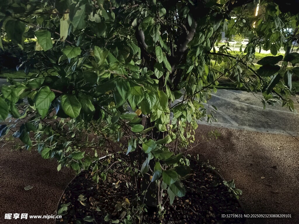 林间繁茂绿植景观