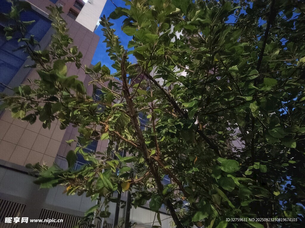 楼前绿植枝叶特写
