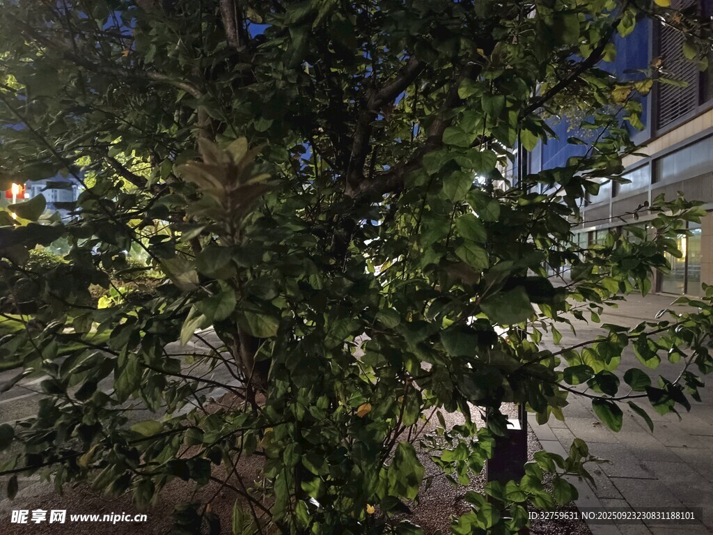 夜晚街边繁茂绿树景象