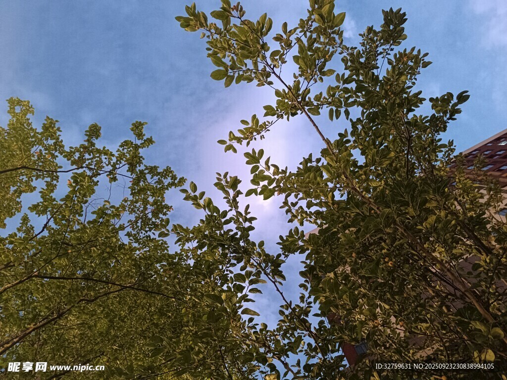 透过枝叶看蓝天阳光