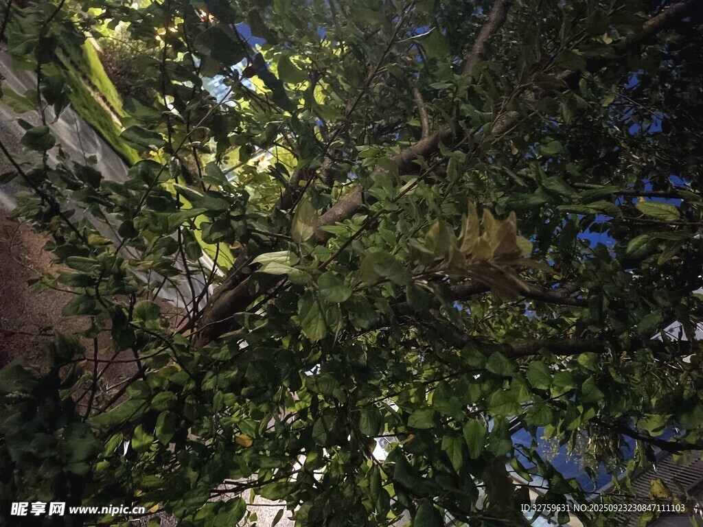 仰视茂密树林绿意盎然